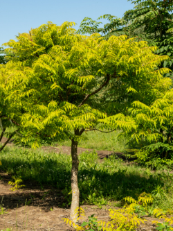 RHUS typhina TIGER EYES