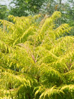 RHUS typhina TIGER EYES