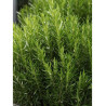 ROSMARINUS officinalis