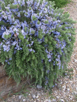 ROSMARINUS officinalis POINTE DU RAZ