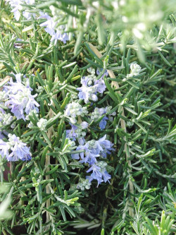 ROSMARINUS officinalis POINTE DU RAZ