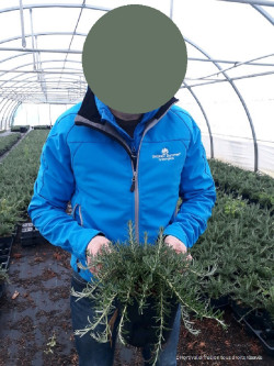 ROSMARINUS officinalis POINTE DU RAZ En pot de 4-5 litres