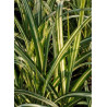 MISCANTHUS sinensis CABARET