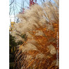 MISCANTHUS sinensis GRAZIELLA