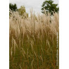 MISCANTHUS sinensis GRAZIELLA