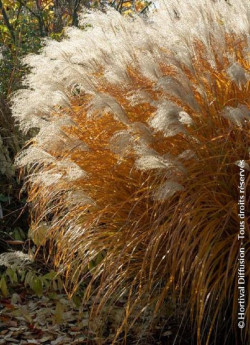 MISCANTHUS sinensis GRAZIELLA
