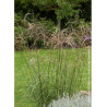 MISCANTHUS sinensis GRAZIELLA