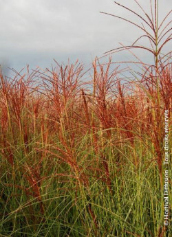 MISCANTHUS sinensis MORNING LIGHT