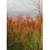 MISCANTHUS sinensis MORNING LIGHT