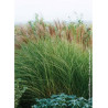 MISCANTHUS sinensis MORNING LIGHT