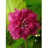 RUBUS spectabilis FLORE PLENO