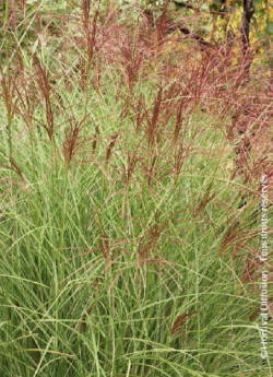 MISCANTHUS sinensis MORNING LIGHT