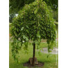 MORUS alba PENDULA