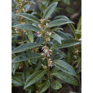 SARCOCOCCA hookeriana Humilis