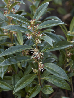 SARCOCOCCA hookeriana Humilis
