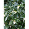 SARCOCOCCA hookeriana Humilis