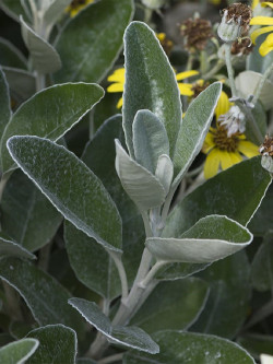 SENECIO greyi