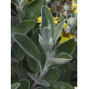 SENECIO greyi