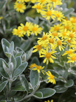 SENECIO greyi