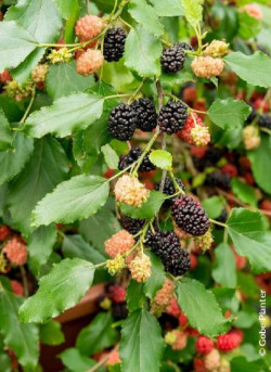 MORUS rotundiloba MOJO BERRY