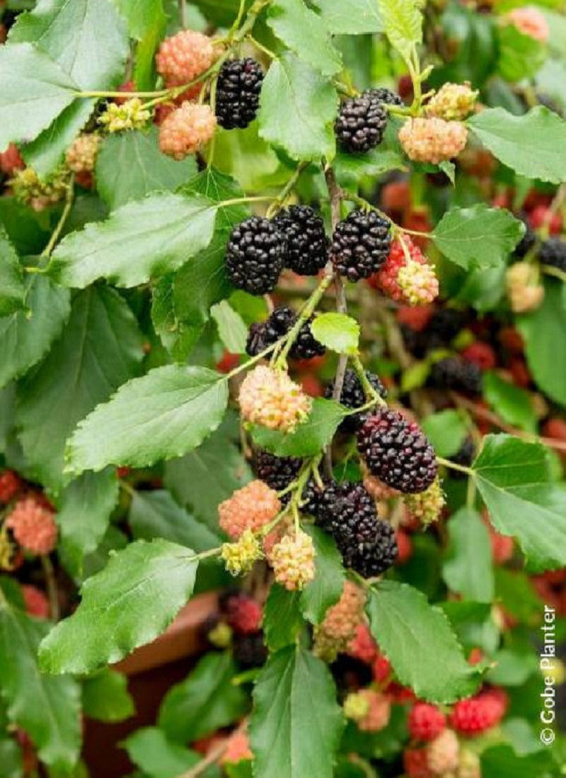 MORUS rotundiloba MOJO BERRY