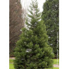 SEQUOIADENDRON giganteum