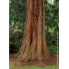 SEQUOIADENDRON giganteum