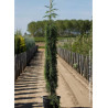 SEQUOIADENDRON giganteum PENDULUM En pot de 15-20 litres