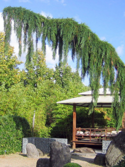 SEQUOIADENDRON giganteum PENDULUM
