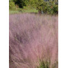 MUHLENBERGIA capillaris