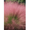 MUHLENBERGIA capillaris
