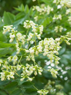 SOPHORA japonica