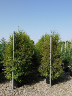 TAXODIUM distichum En pot de 35-50 litres