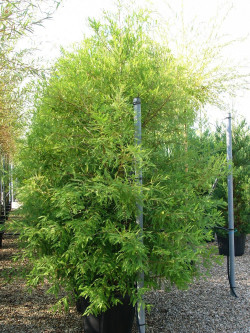TAXODIUM distichum En pot de 70-90 litres