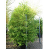 TAXODIUM distichum En pot de 70-90 litres
