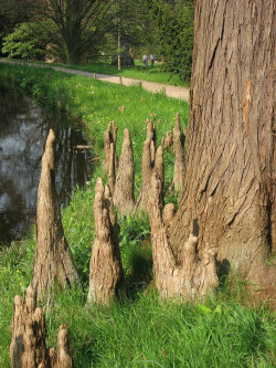 TAXODIUM distichum