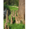 TAXODIUM distichum