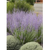 PEROVSKIA atriplicifolia BLUE SPIRE