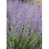 PEROVSKIA atriplicifolia BLUE SPIRE
