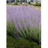 PEROVSKIA atriplicifolia BLUE SPIRE