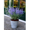 PEROVSKIA atriplicifolia LACEY BLUE