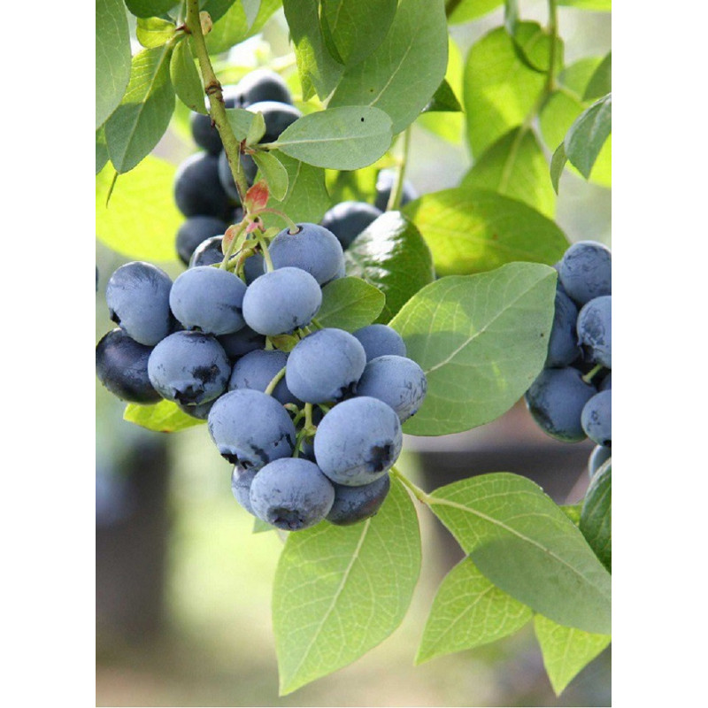 MYRTILLE DES JARDINS BLUE CROP