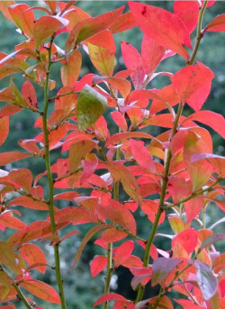 MYRTILLE DES JARDINS BLUE CROP