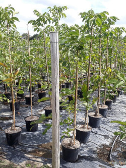 NOYER En pot de 15-20 litres forme baliveau