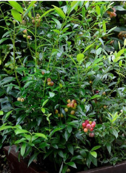 MYRTILLE DES JARDINS PINK LEMONADE