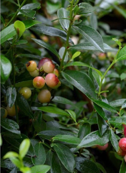 MYRTILLE DES JARDINS PINK LEMONADE