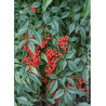 NANDINA domestica