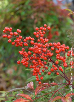 NANDINA domestica