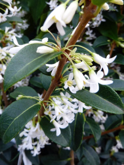 OSMANTHUS burkwoodii