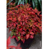 NANDINA domestica BLUSH PINK